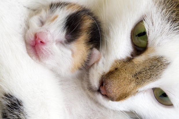 cat-and-kitten.jpg