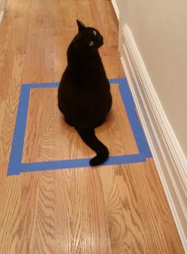zoubi-catsquare.jpg