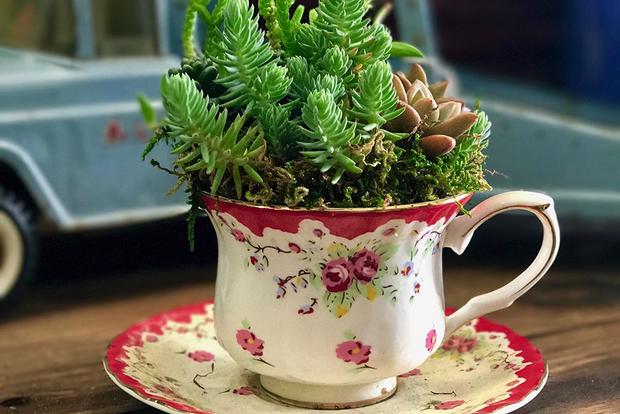Succulent Teacup-TPSHomeandGarden 