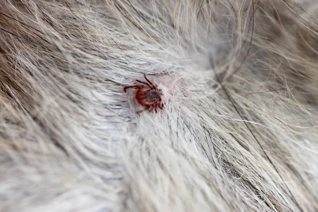 Red tick bite on dog
