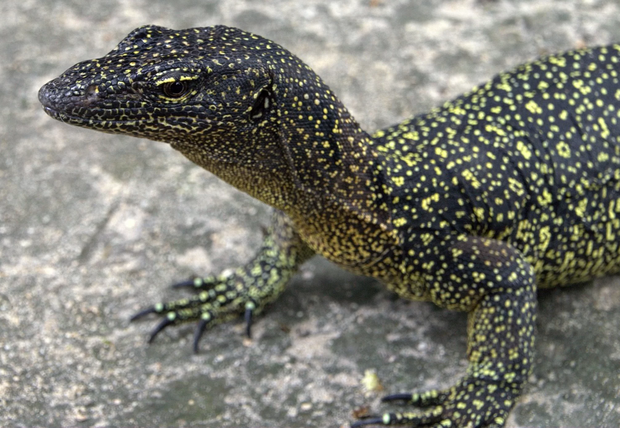 lizard1.png