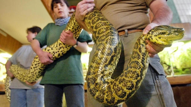 Anacondas Insane Snake Attacks Warning Graphic Images Cbs News