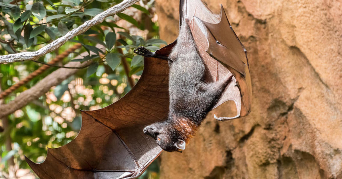 Largest Bat The Largest Animals Of Their Kind On Earth Cbs News