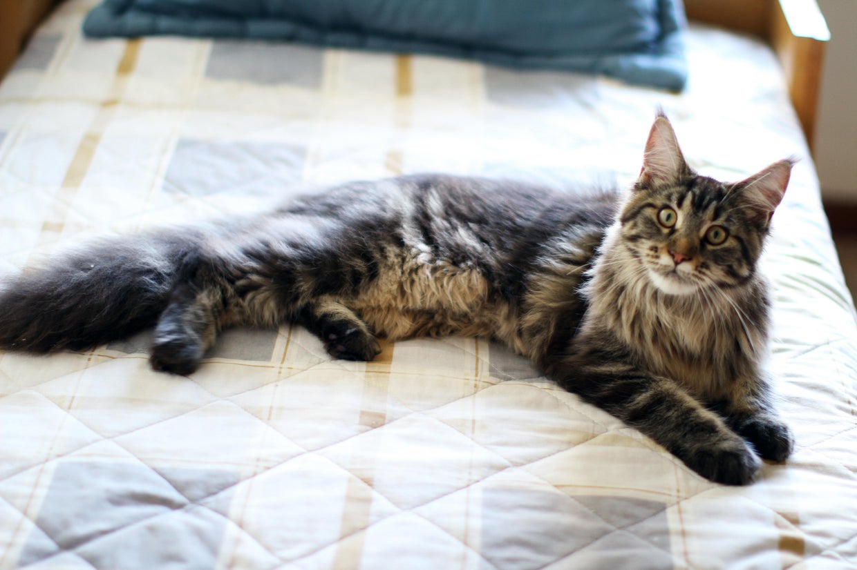 Meet the most expensive cat breeds in America CBS News