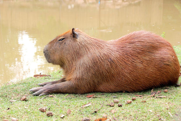 capybara-shutterstock.jpg