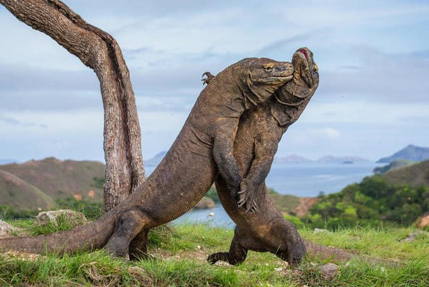 komodo-dragon-shutterstock.jpg