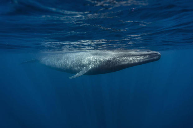 blue-whale-shutterstock.jpg