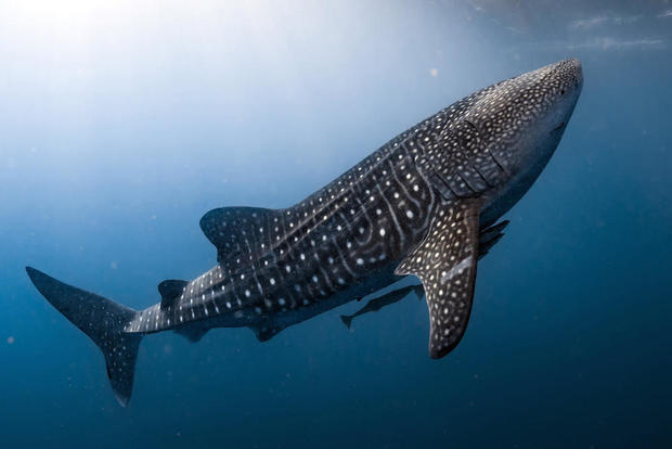 whale-shark-shutterstock.jpg