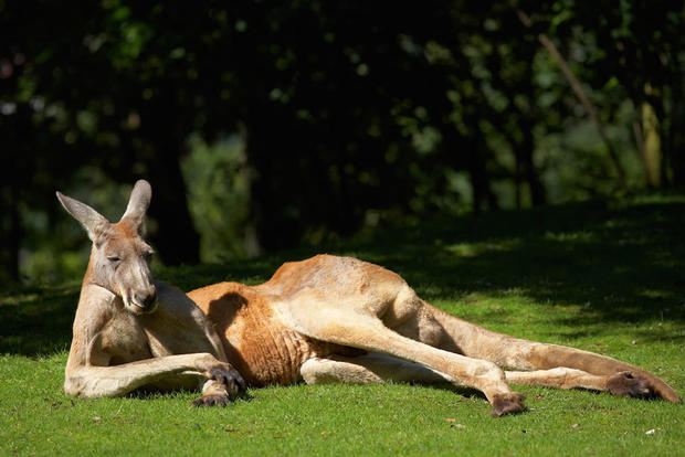 red-kangaroo-shutterstock.jpg