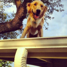 Huckleberry the roof-jumping golden retriever goes viral - CBS News Huckleberry the roof-jumping golden retriever goes viral - CBS News