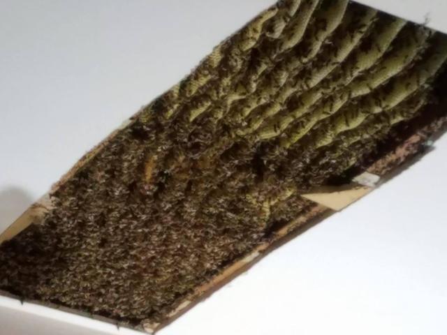 120 000 Bees 6 Foot Long Honeycomb Found In Woman S Ceiling Cbs