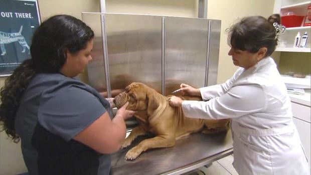 ctm-0602-dog-flu-vaccine.jpg