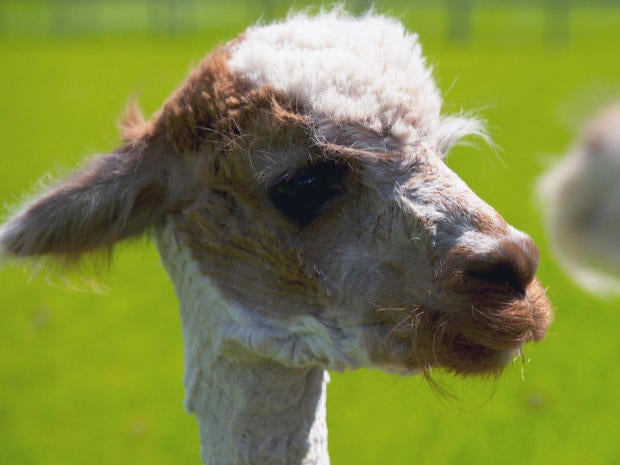 alpacas-3-promo.jpg