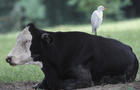 cattle-egret-on-cow-verne-lehmberg-promo.jpg 