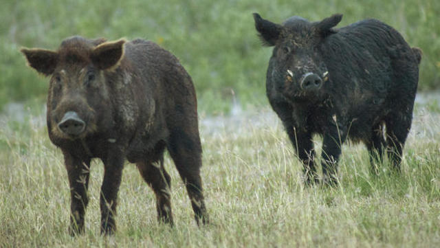 two-feral-wild-hogs-port-mansfield-620.jpg 