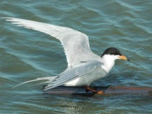 forsters-tern-verne-lehmberg-promo.jpg