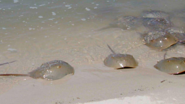 horseshoe-crabs-b-620.jpg