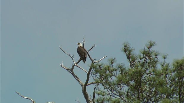 170703-en-reid-bald-eagles-04.jpg