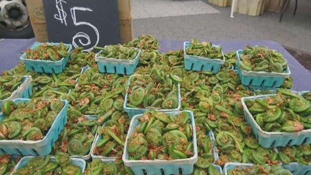 fiddlehead-ferns-at-union-square-greenmarket-620.jpg