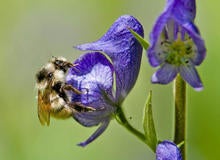 bee-with-flower-b-verne-lehmberg.jpg