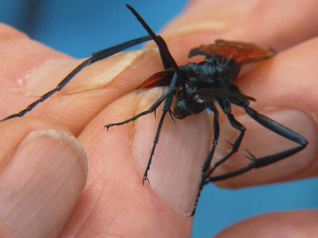 bugs-suffering-stings-for-science-cbs-news