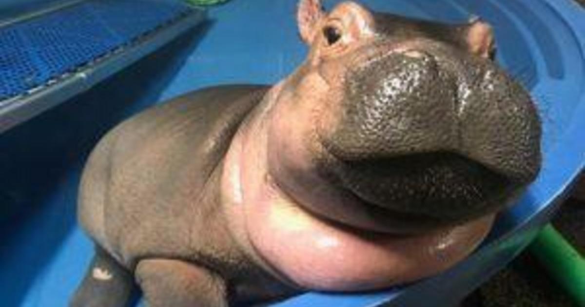 Baby Fiona The Hippo Cincinnati Zoo Pictures Cbs News