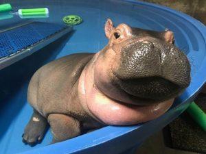 Baby Fiona the Hippo Cincinnati Zoo pictures CBS News