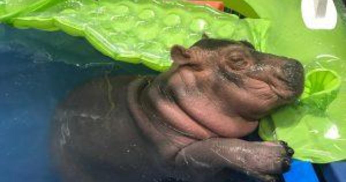 Baby Fiona The Hippo Cincinnati Zoo Pictures Cbs News