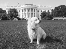 Kennedy Dog Pushinka
