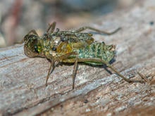 dragonfly-nymph-verne-lehmberg-promo.jpg