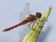 dragonfly-resting-on-salsify-bud-verne-lahmberg-promo.jpg