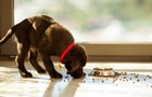 Cute puppy eating from its plate 