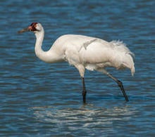 whooping-crane-walking-244-verne-lehmberg.jpg