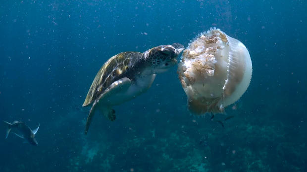 Green Turtles Snap Up Jellyfish For Dinner 