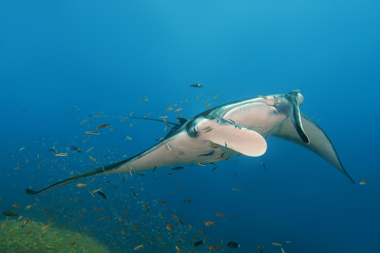 giant oceanic manta ray vs reef manta ray