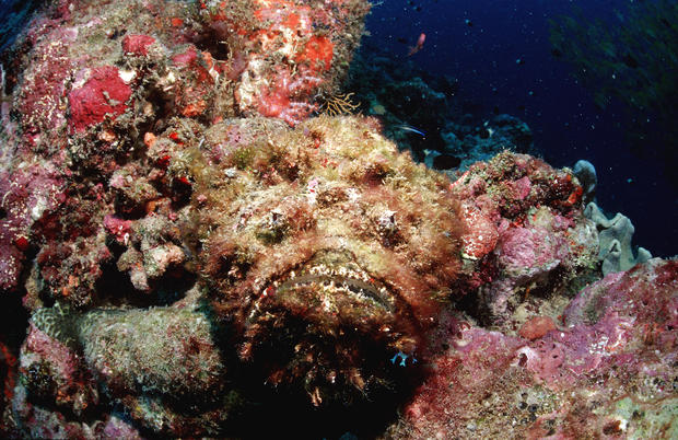 Reef stonefish, Synanceia verrucosa, Maldives Island, Indian Ocean, Ari Atol 