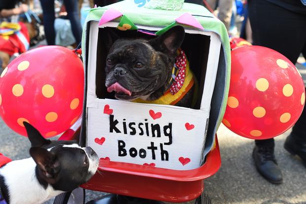 dog costume parade halloween 2017