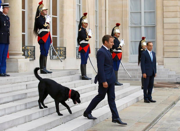 France Macron's Dog