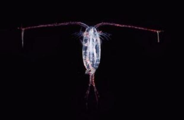 copepod.jpg
