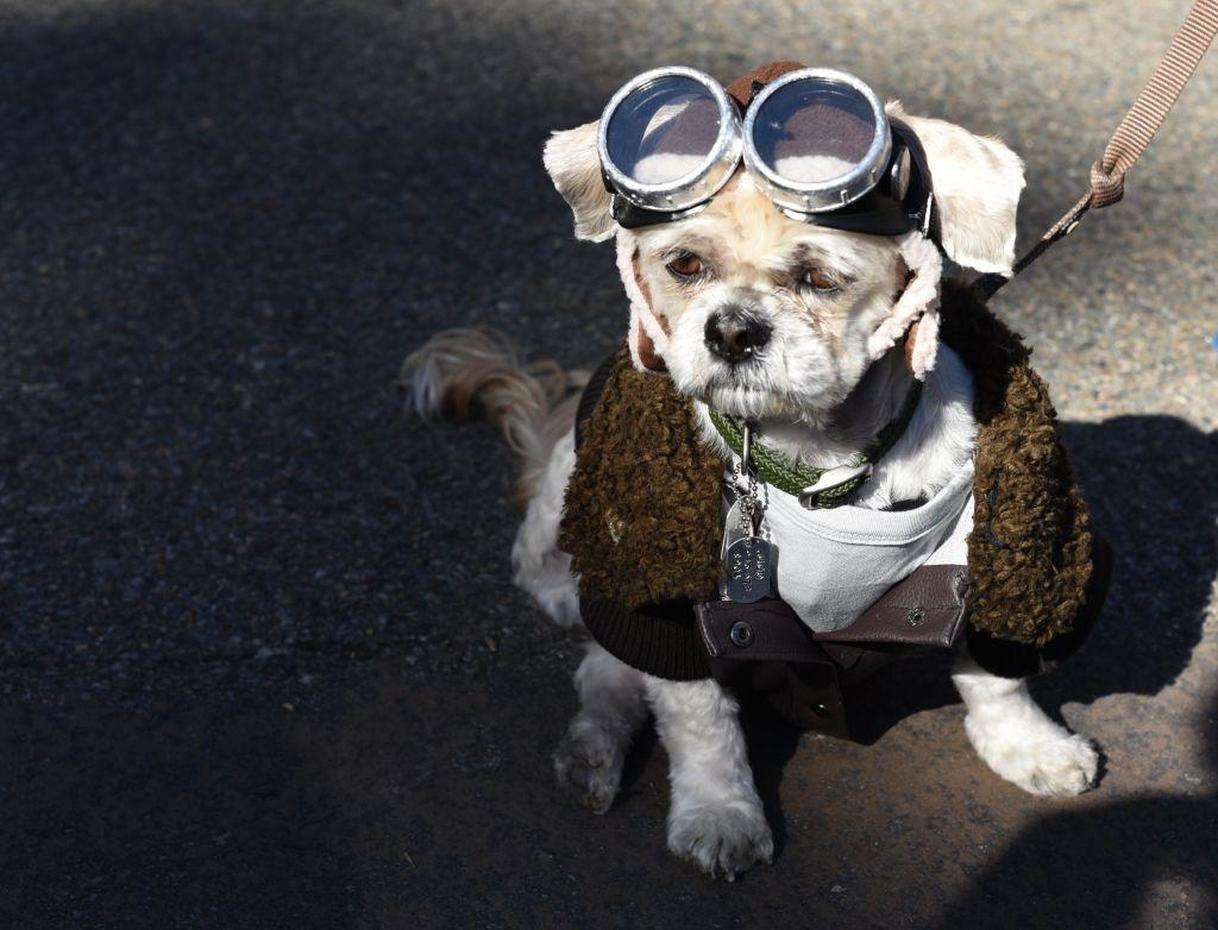 Statue of Liberty Dog costume Halloween parade in New York City CBS