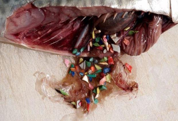 fish-gut-microplastics.jpg 