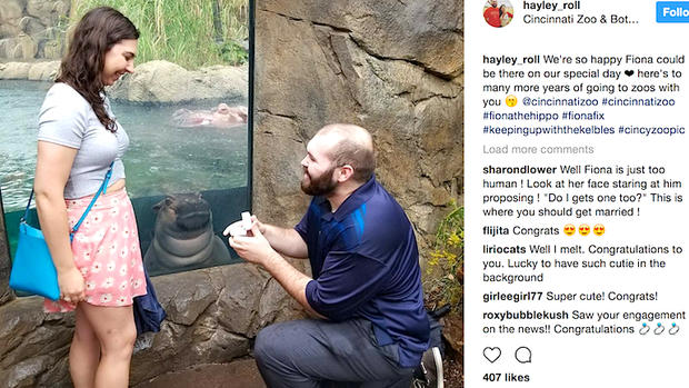 Hippo at proposal 