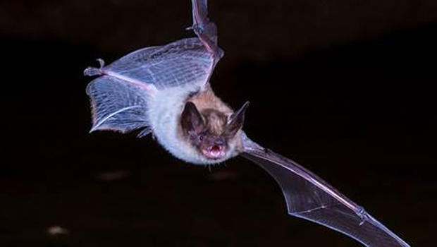 Nature up close Bats, misunderstood but valuable CBS News