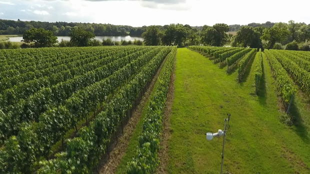 ctm-1103-queen-elizabeth-vineyard.jpg