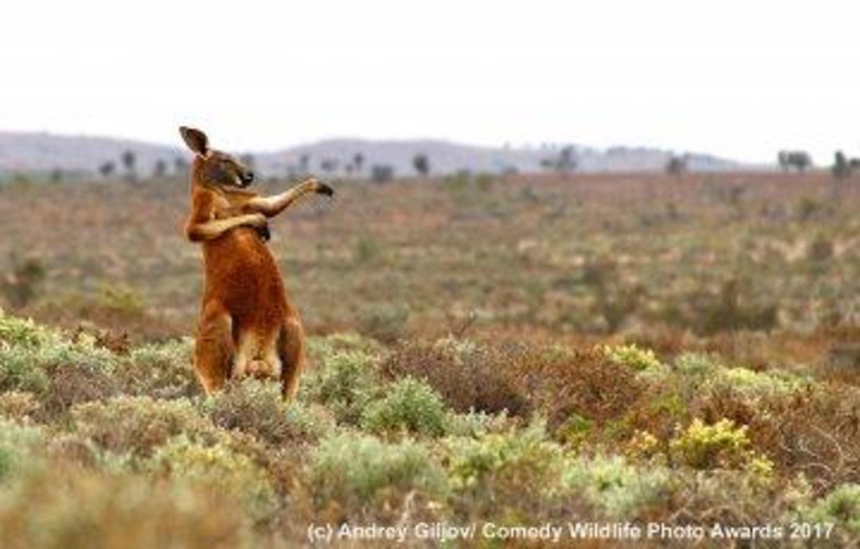 Hilarious Finalists Of The Comedy Wildlife Photography Awards