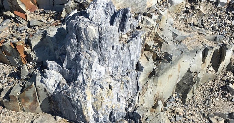 Ancient fossil forest discovered in Antarctica CBS News