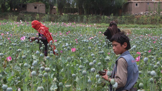 Afghanistan's opium problem
