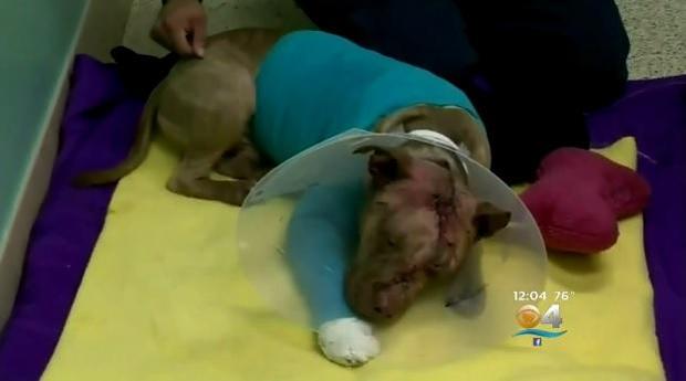 171115-cbsmiami-ollie-pitbull-01.jpg