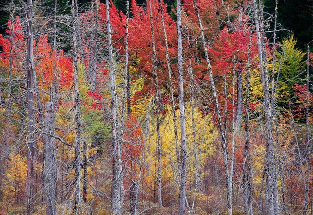 scot-miller-maine-woods-620.jpg