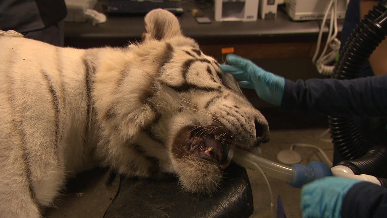 How a rescue center in Indiana cares for big cats CBS News